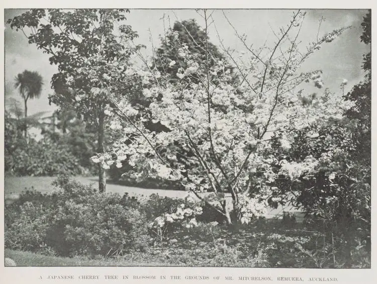A Japanese cherry tree in blossom in the grounds of Mr Mitchelson, Remuera, Auckland
