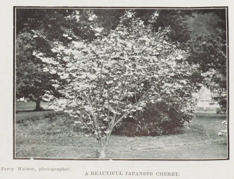 A beautiful Japanese cherry
