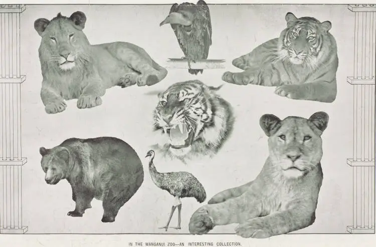 In the Wanganui zoo - an interesting collection