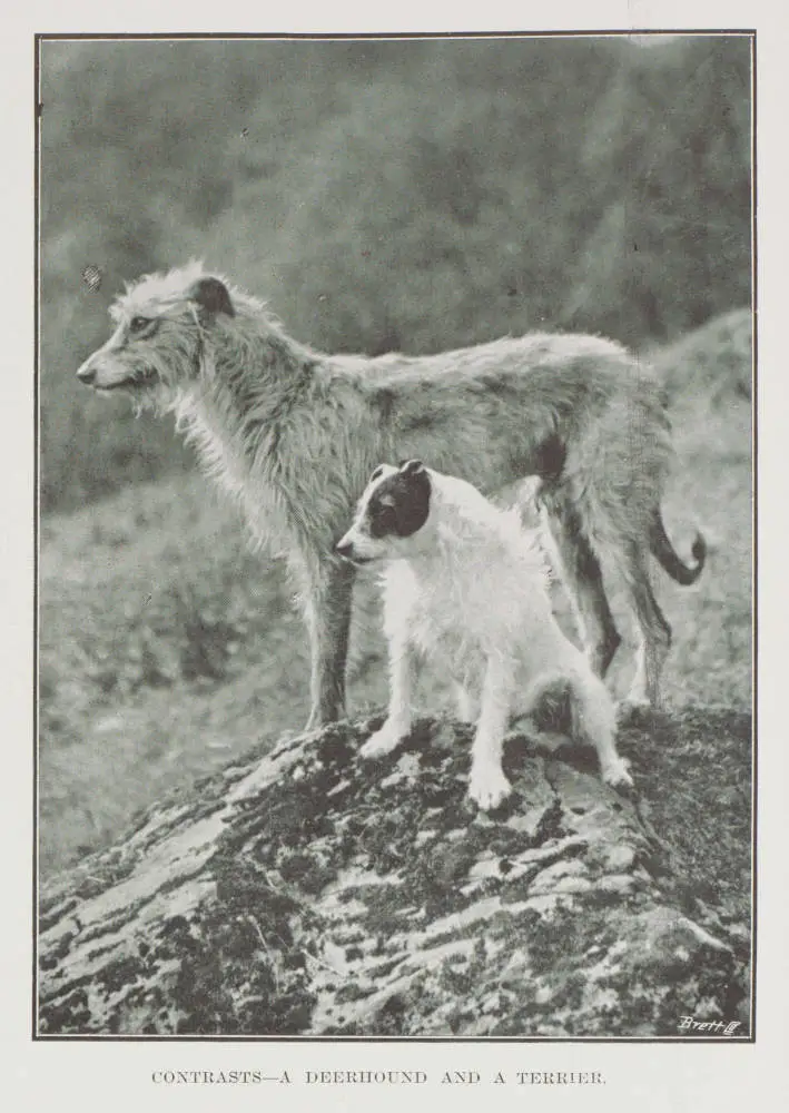 Contrasts - a deerhound and a terrier