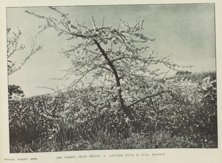 The coming fruit season. A Japanese plum in full blossom