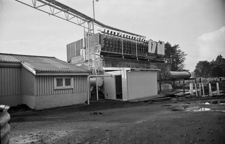 Auckland Municipal Abattoir, Westfield, 1964