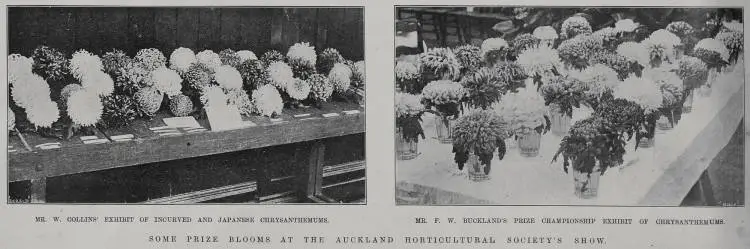 Mr W Collins exhibit of incurved and Japanese chrysanthemums. Mr F W Buckland's prize championship exhibit of chrysanthemums.