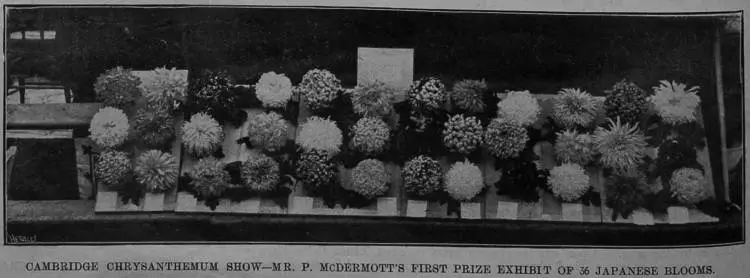 Cambridge Chrysanthemum Show - Mr. P. McDermott's First Prize Exhibit of 36 Japanese blooms