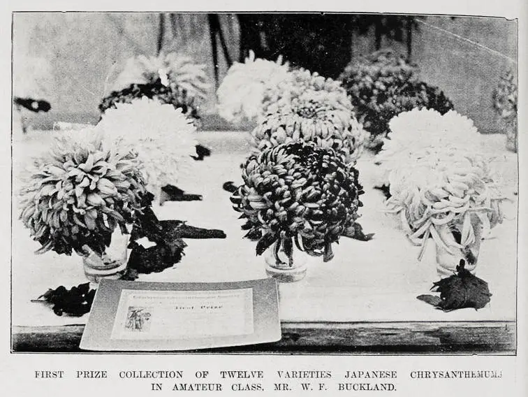 Prize Collections at the Cambridge Chrysanthemum Society show