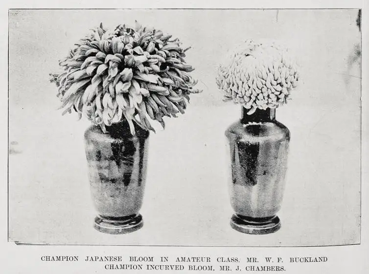 Prize Collections at the Cambridge Chrysanthemum Society show