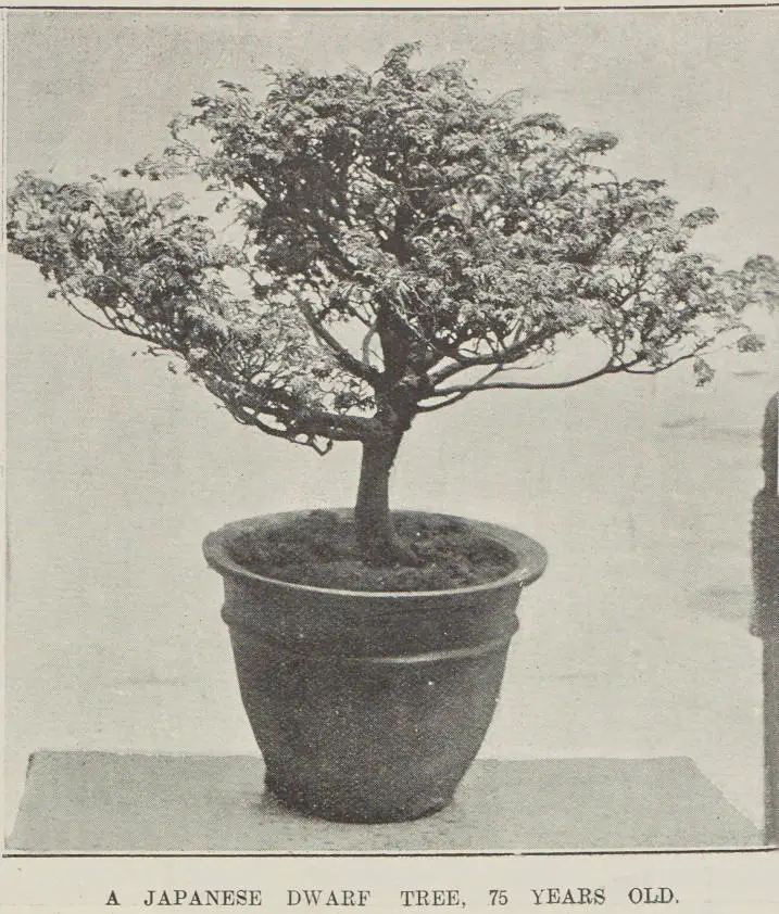 A Japanese dwarf tree, 75 years old