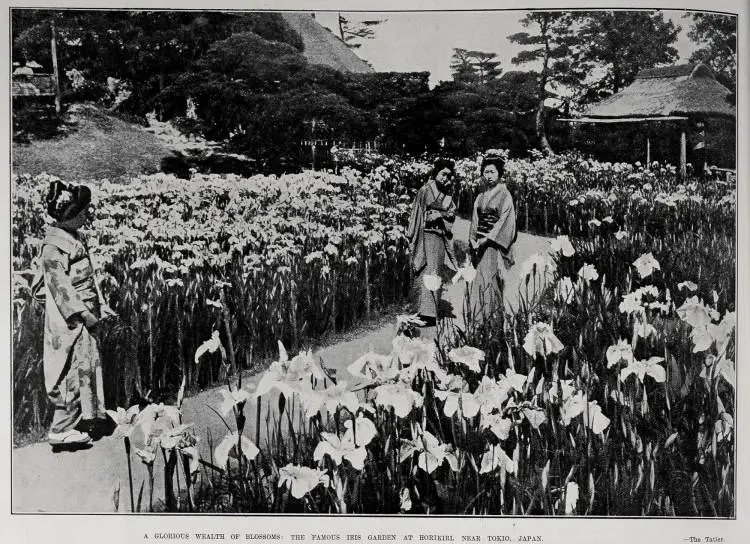 A GLOURIOUS WEALTH OF BLOSSOMS: THE FAMOUS IRIS GARDEN AT HORIKIR, NEAR TOKIO, JAPAN