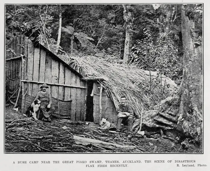 A BUSH CAMP NEAR THE GREAT PIAKO SWAMP, THAMES, AUCKLAND, THE SCENE OF ...