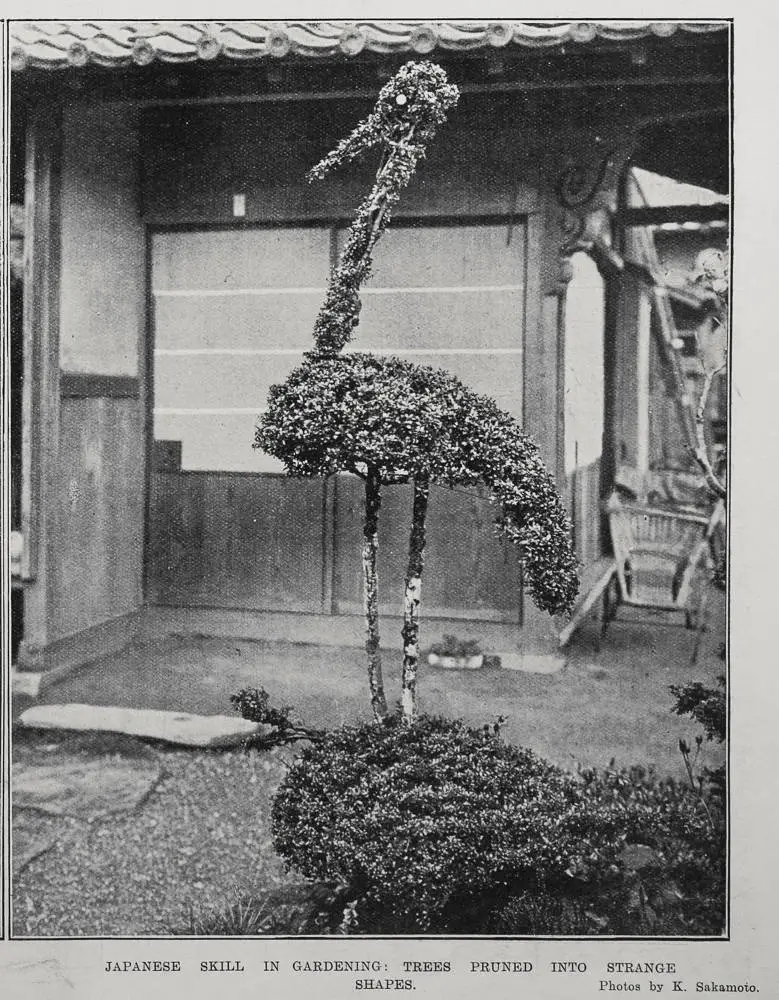 Japanese Skill In Gardening