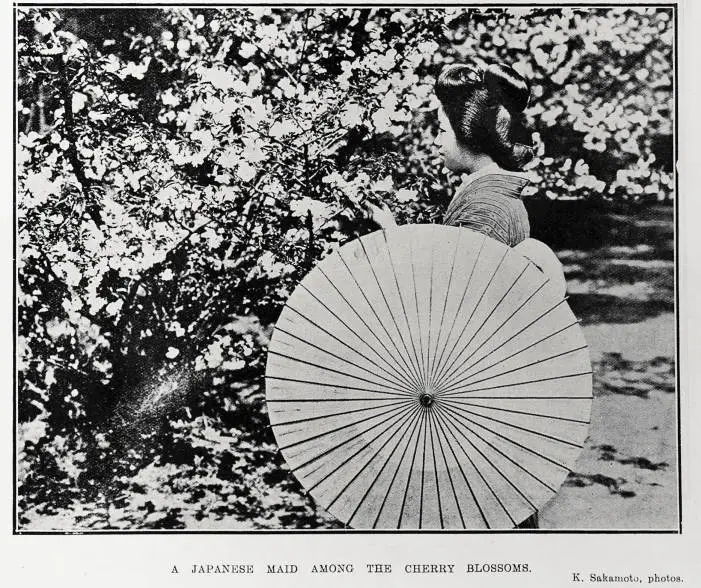 A Japanese Maid Among The Cherry Blossoms