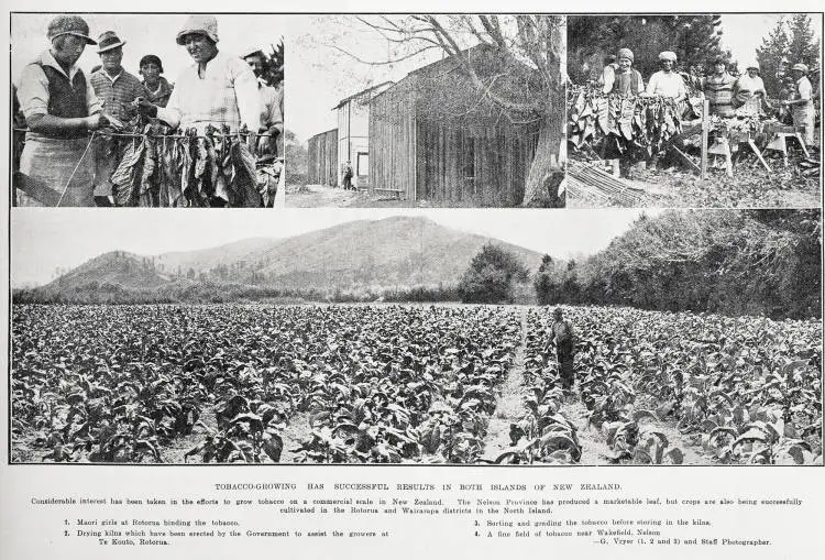 Tobacco-growing has successful results in both islands of New Zealand