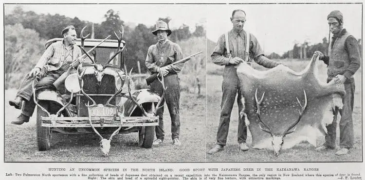 Hunting an uncommon species in the North Island: good sport with Japanese deer in the Kaimanawa Ranges