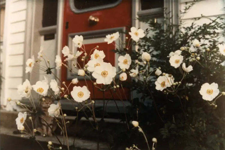 Garden flowers at Stafford Villa, 2 Awanui Street Birkenhead.