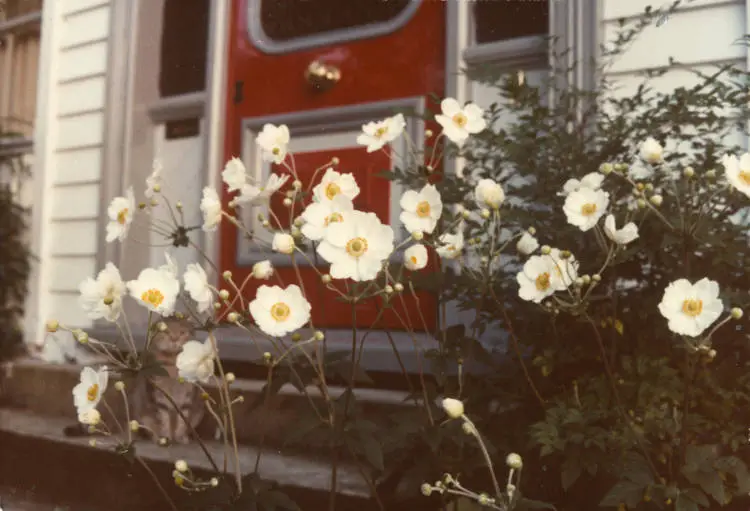 Front door of 2 Awanui Street, Birkenhead, 1986