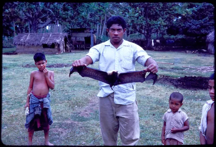 Flying Fox, Tonga