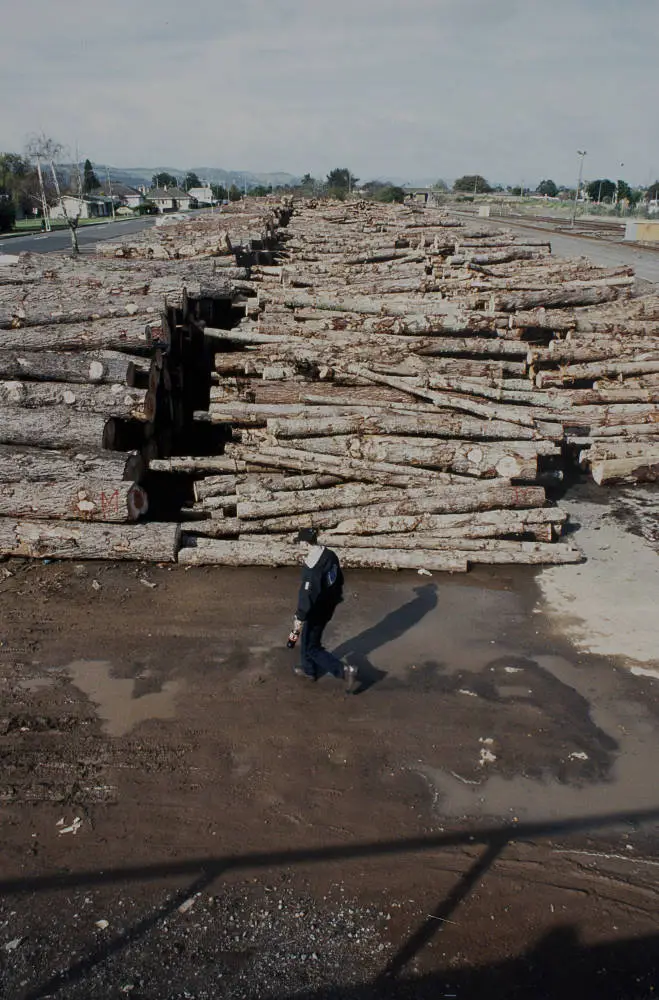 Stockpiled logs, Papakura, 1998