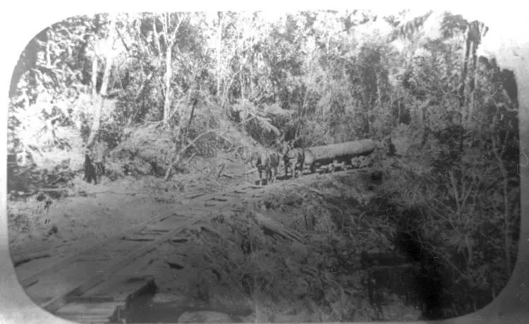 Horse team hauling log on tramway up Huia valley.