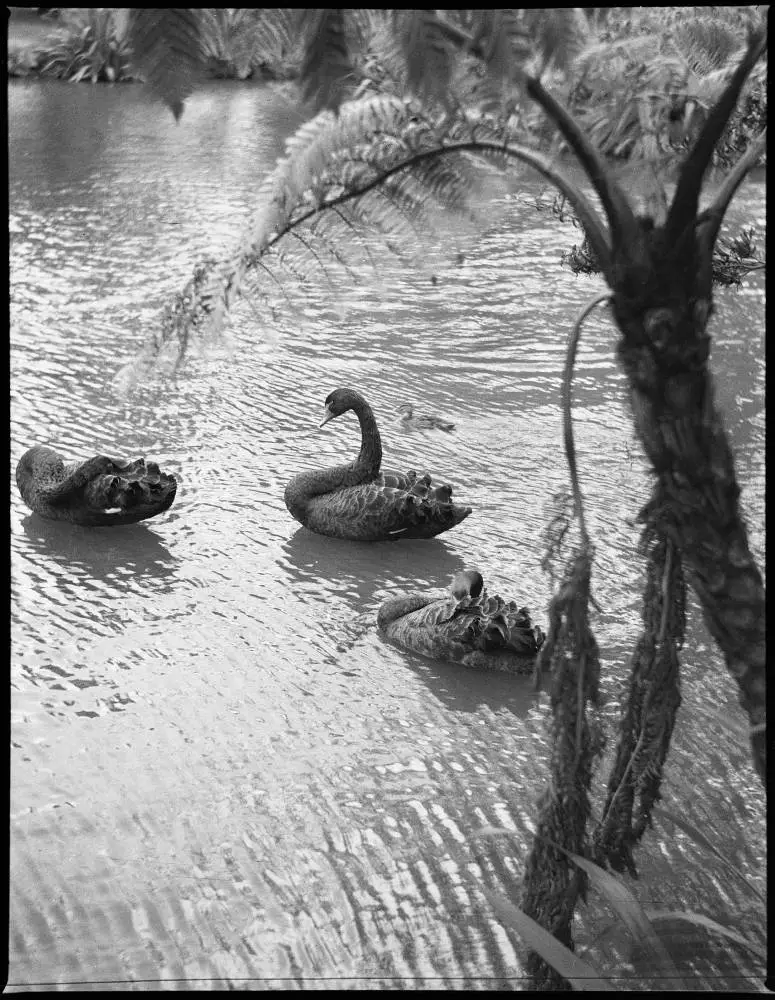 Auckland Domain Duck Pond Record DigitalNZ