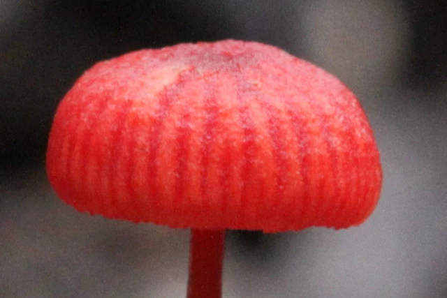 Mushrooms, Cruentomycena viscidocruenta, Hamilton Gardens, NZ