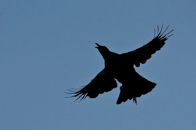 Tui (Prosthemadera novaeseelandiae).