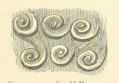 British Library digitised image from page 317 of "The Antipodes and round the World; or, Travels in Australia, New Zealand, Ceylon, China, Japan, and California. With ... illustrations"