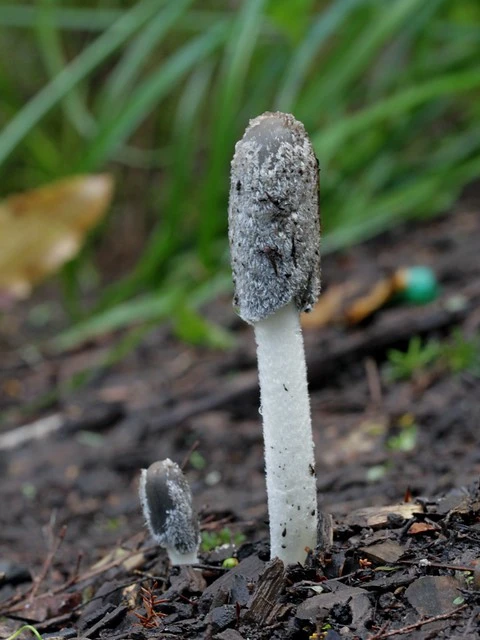 Mushrooms, Coprinopsis Lagopus, Hamilton Garden, New Zealand