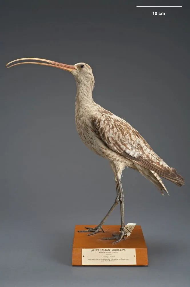 Far Eastern Curlew, Numenius madagascariensis