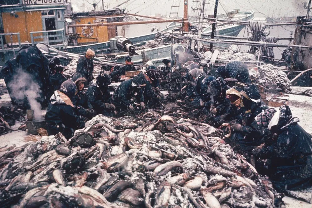 Furubia fish market, Shakotan Peninsula, Hokkaido. Taken for a series on Japan for Life