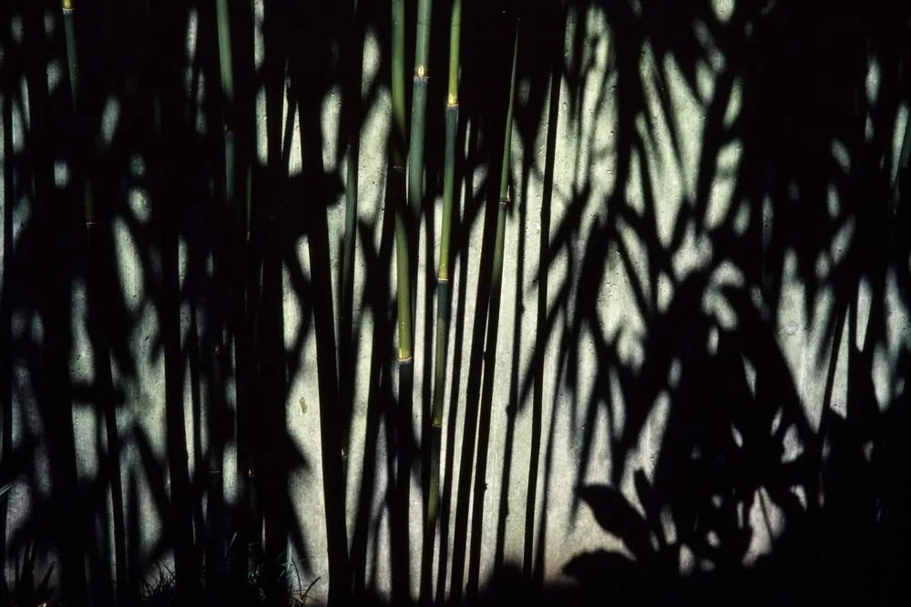 Japan Series: Bamboo Shadows
