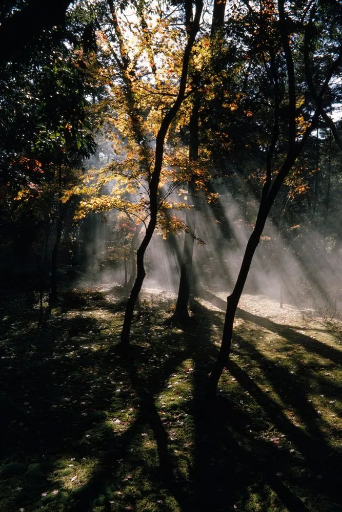 Japan Series: Moss Garden - Kokerdera