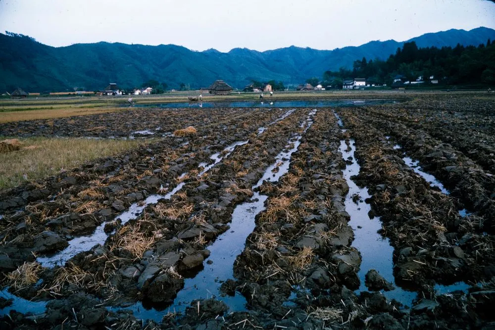 Japan Series: Landscape
