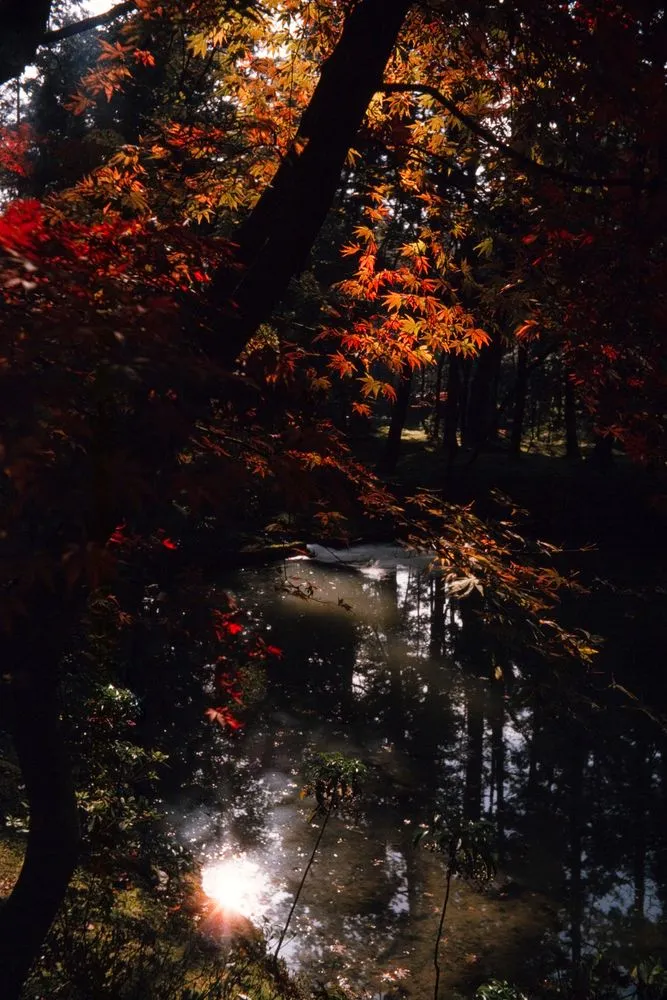 Japan Series: Temple Garden