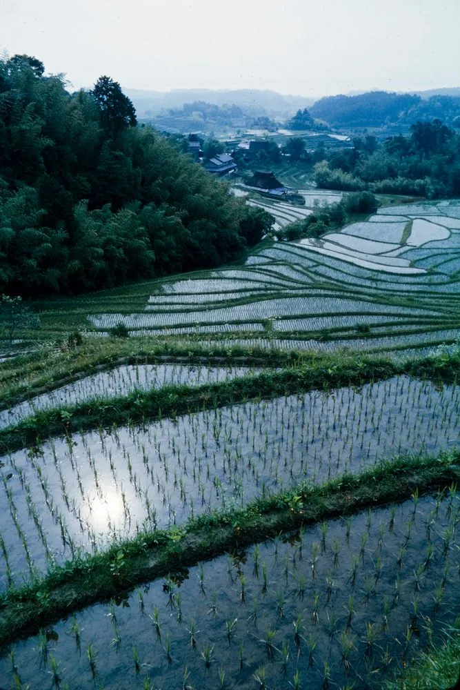 Japan Series: Rice Fields