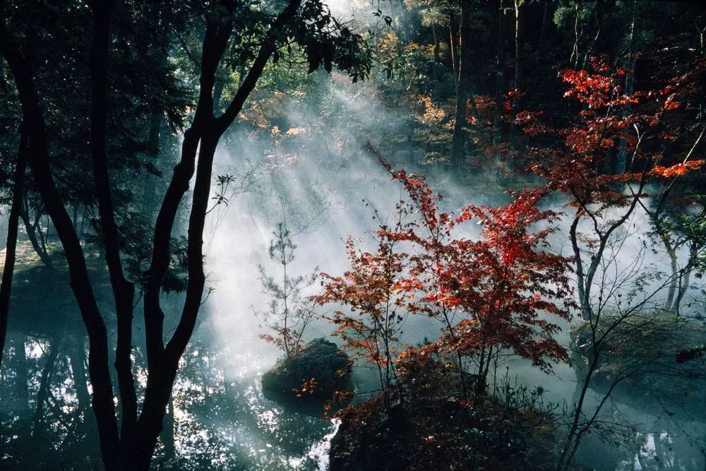 Japan Series: Morning Mists - Kokedera