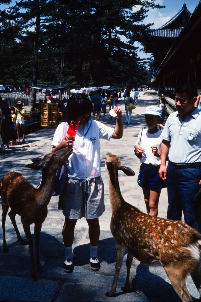 Japan Series: Nara Todaiji