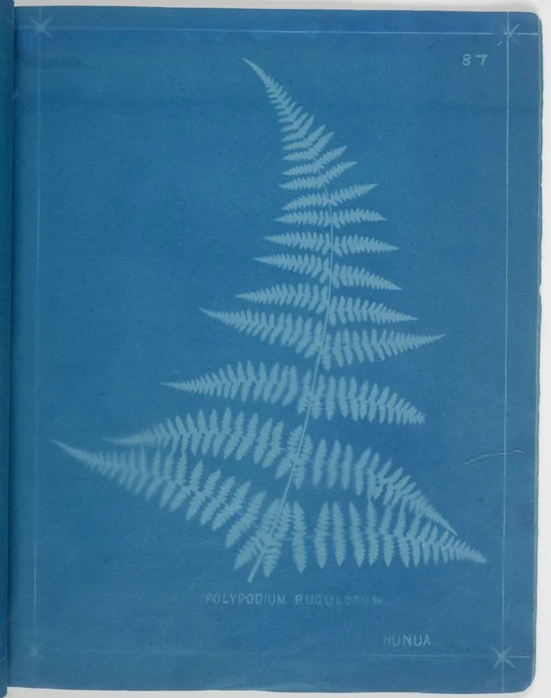 Polypodium ruguslosum, Hunua. From the album: New Zealand Ferns. 167 Varieties