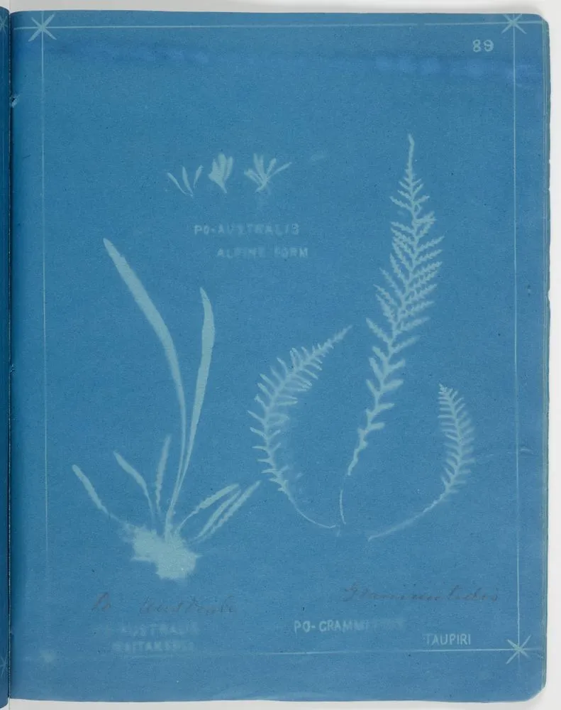 Polypodium australis alpine form, Polypodium australis and Polypodium grammitides, Taupiri. From the album: New Zealand Ferns. 167 Varieties