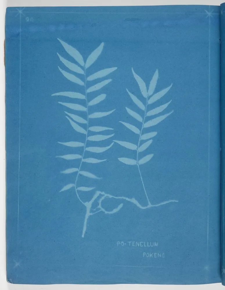 Polypodium tenellum, Pokeng. From the album: New Zealand Ferns. 167 Varieties