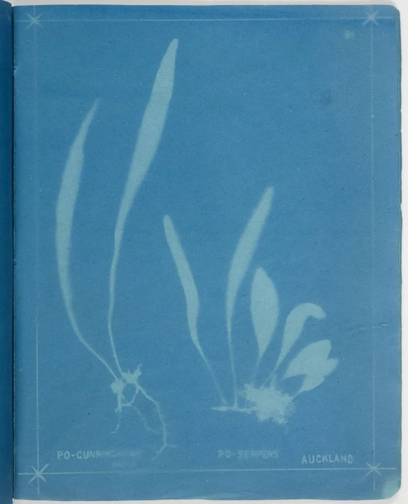 Polypodium cunninghamii, Polypodium seapens, Auckland. From the album: New Zealand Ferns. 167 Varieties