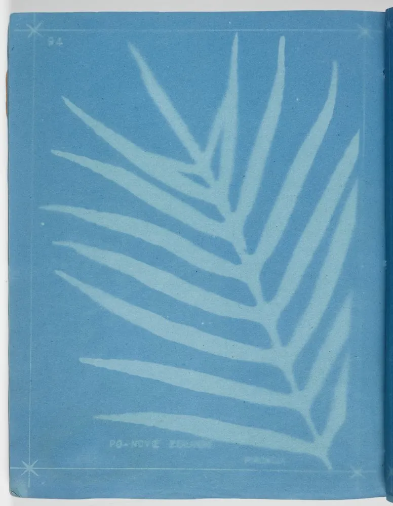 Polypodium nove zealand, Pirongia. From the album: New Zealand Ferns. 167 Varieties