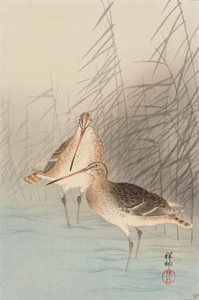 Two bar-tailed godwits.