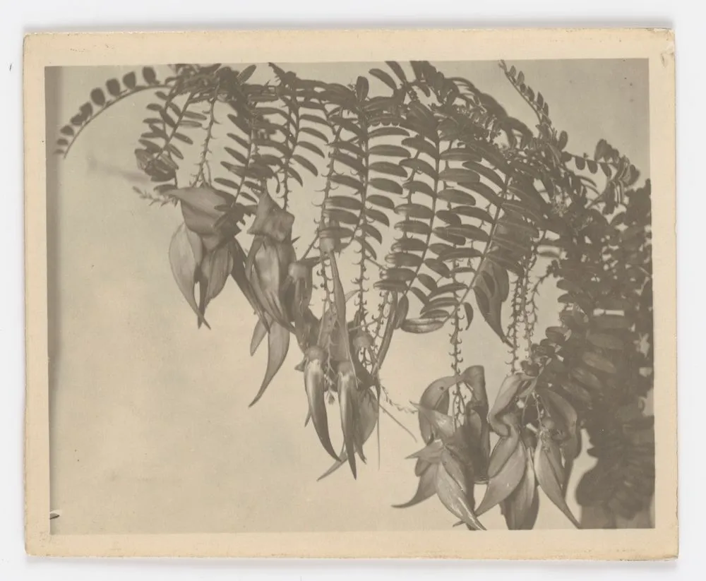 New Zealand Flora Record DigitalNZ