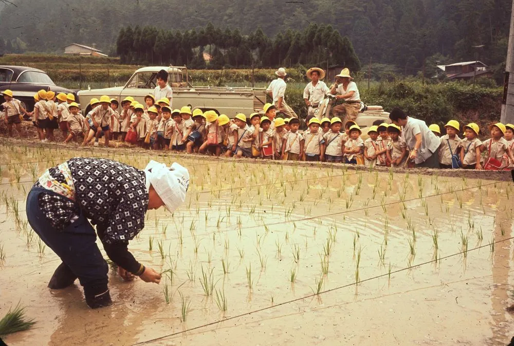 Japan series: rice planting