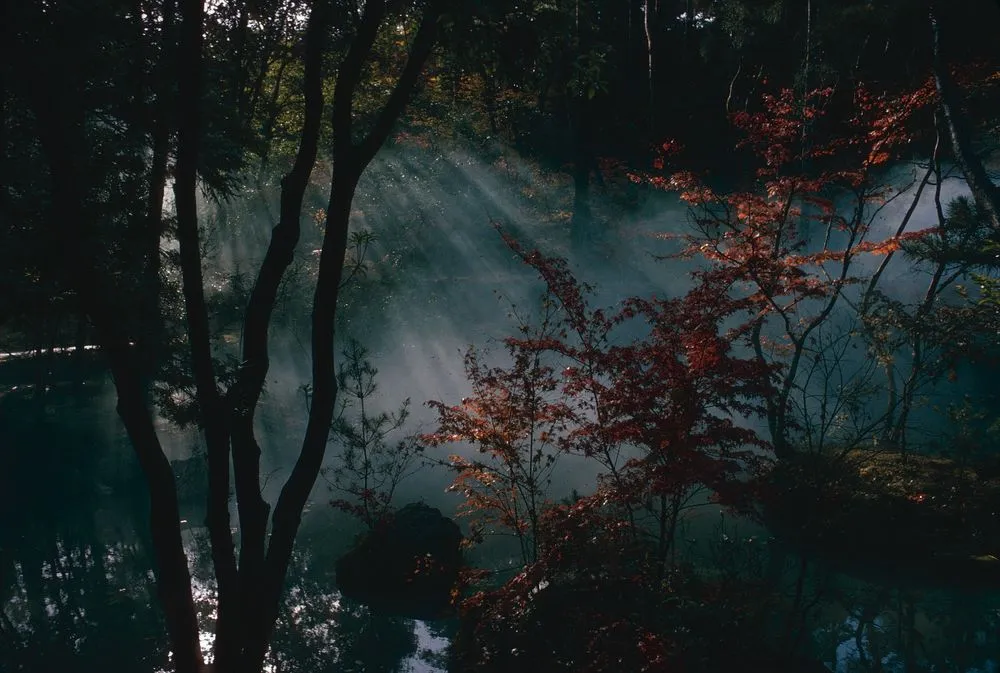 Japan series: Kokedera