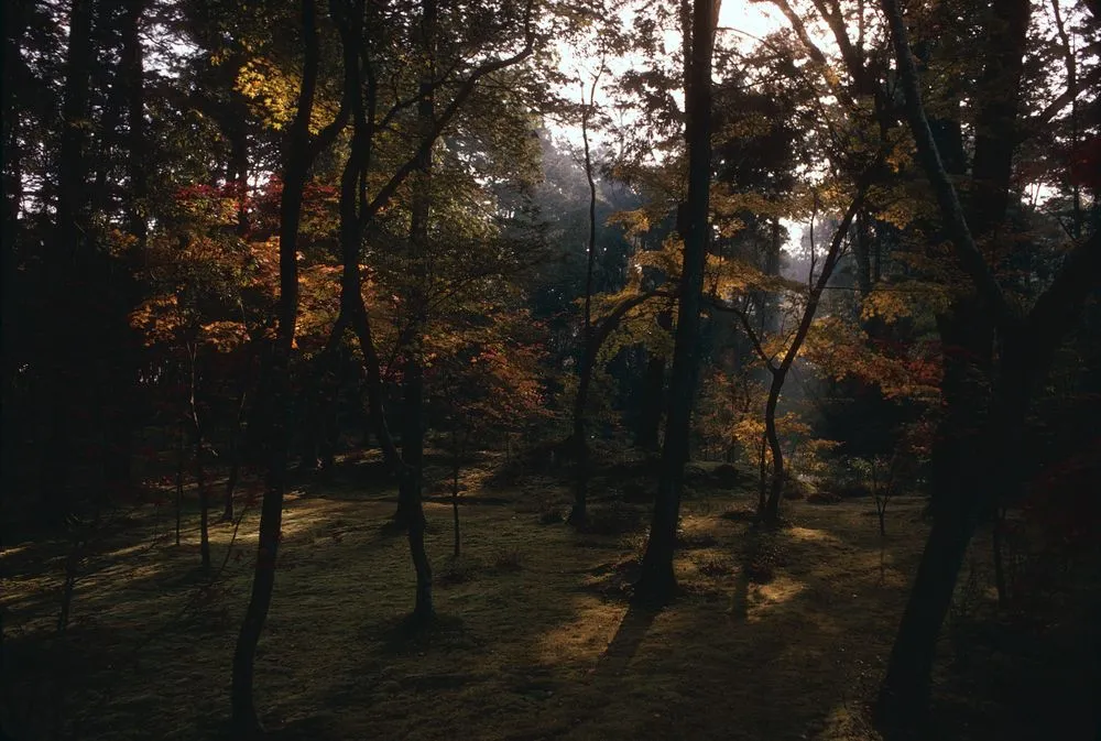 Japan series: Kokedera