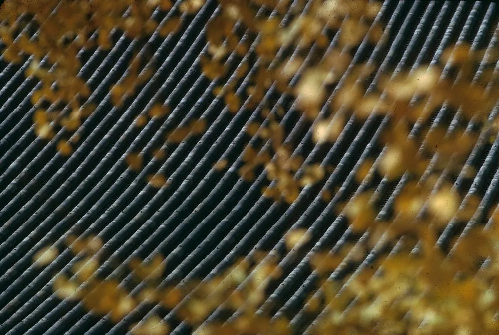 Japan series: Nishi Hongan-ji