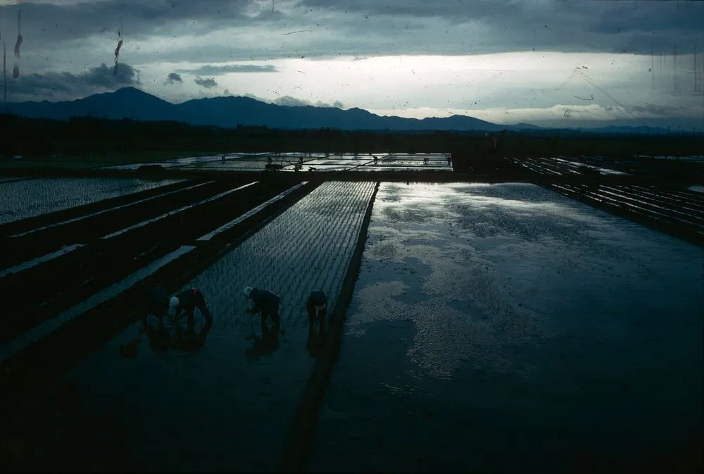Japan series: rice paddies