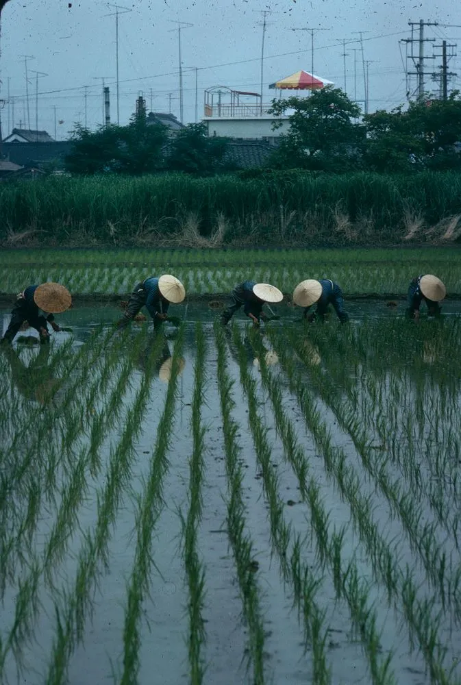 Japan series: paddy field
