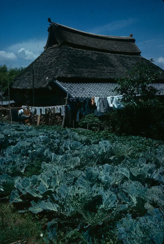 Japan series: house and vegetable garden